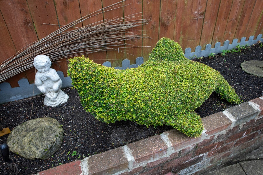 Sculpted hedge